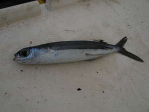 fliegende-fisch