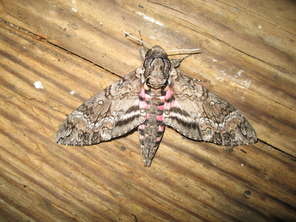 mothra