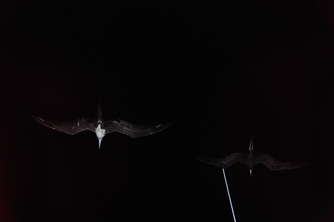 night-birds