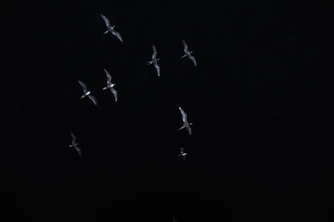 night-fleet