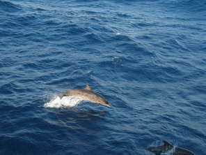 spotted-dolphins
