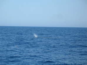 whale-sign