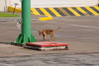 security-let-this-dog-in