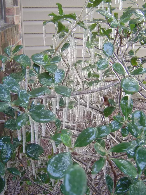 ice-bush