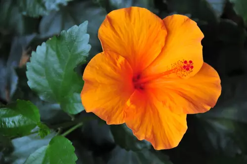 orange-hibiskus