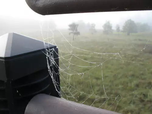 spiderweb-mist