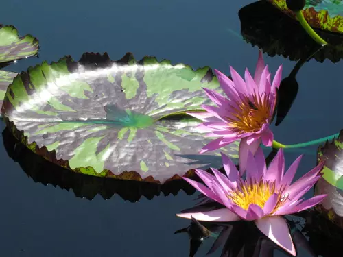 water-lilies