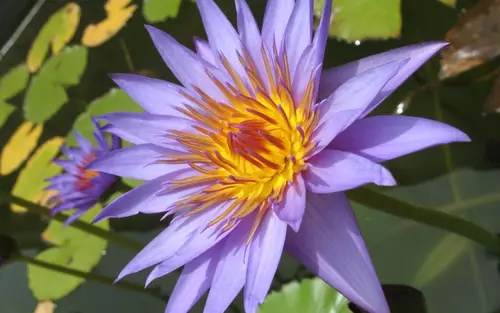 waterlily-blume