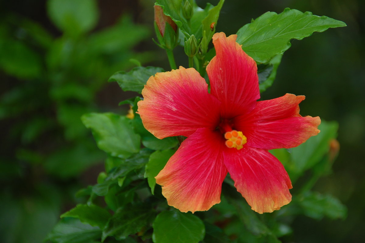 pink-hibiscus-flower