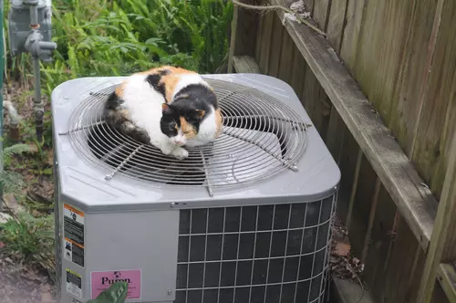 ac-calico