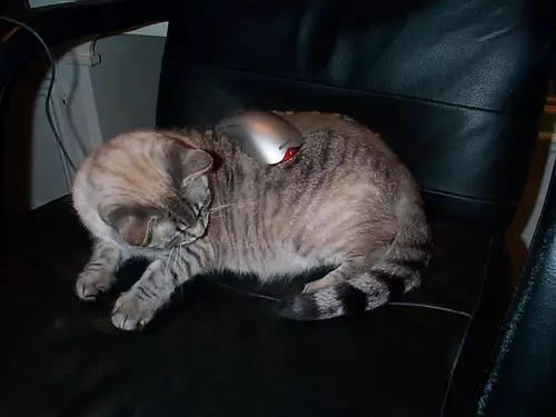 cat-mousepad