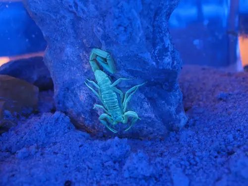guyskorpion-uv