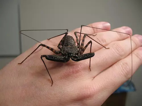 marvin-amblypygid