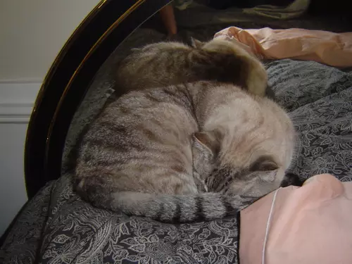 roger-pillow