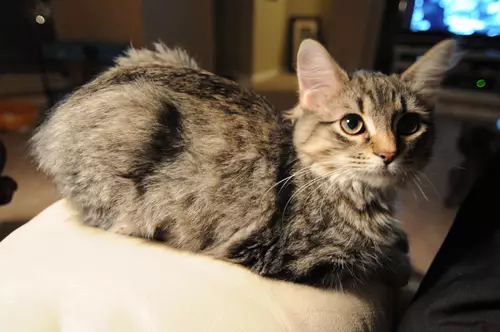 ryans-kitten